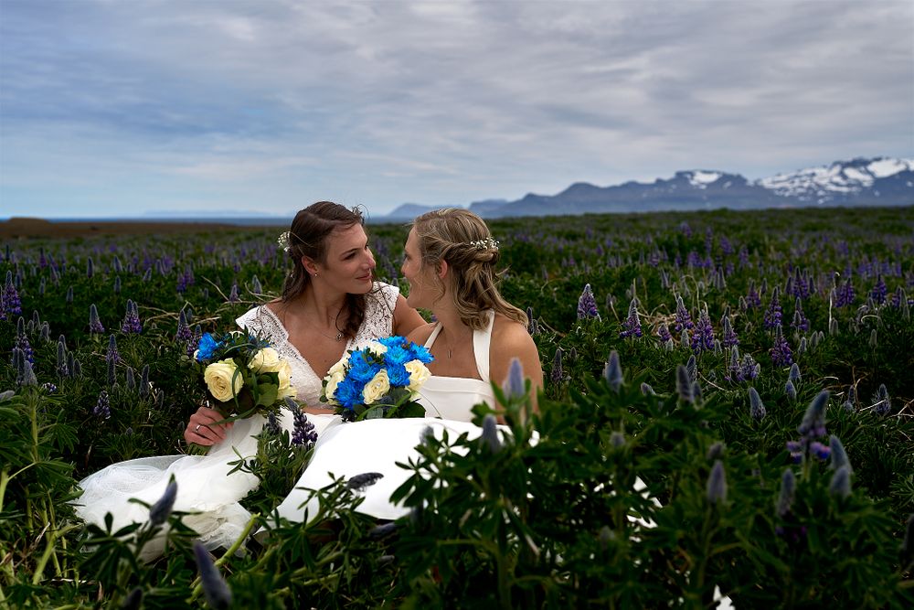 Two brides sitting in a field of lupines with snow-capped mountains in the background.