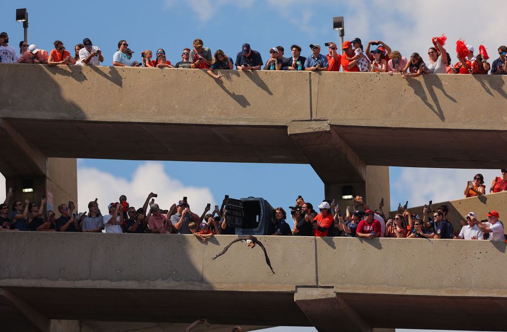 Auburn's Eagle gets released as fans watch
