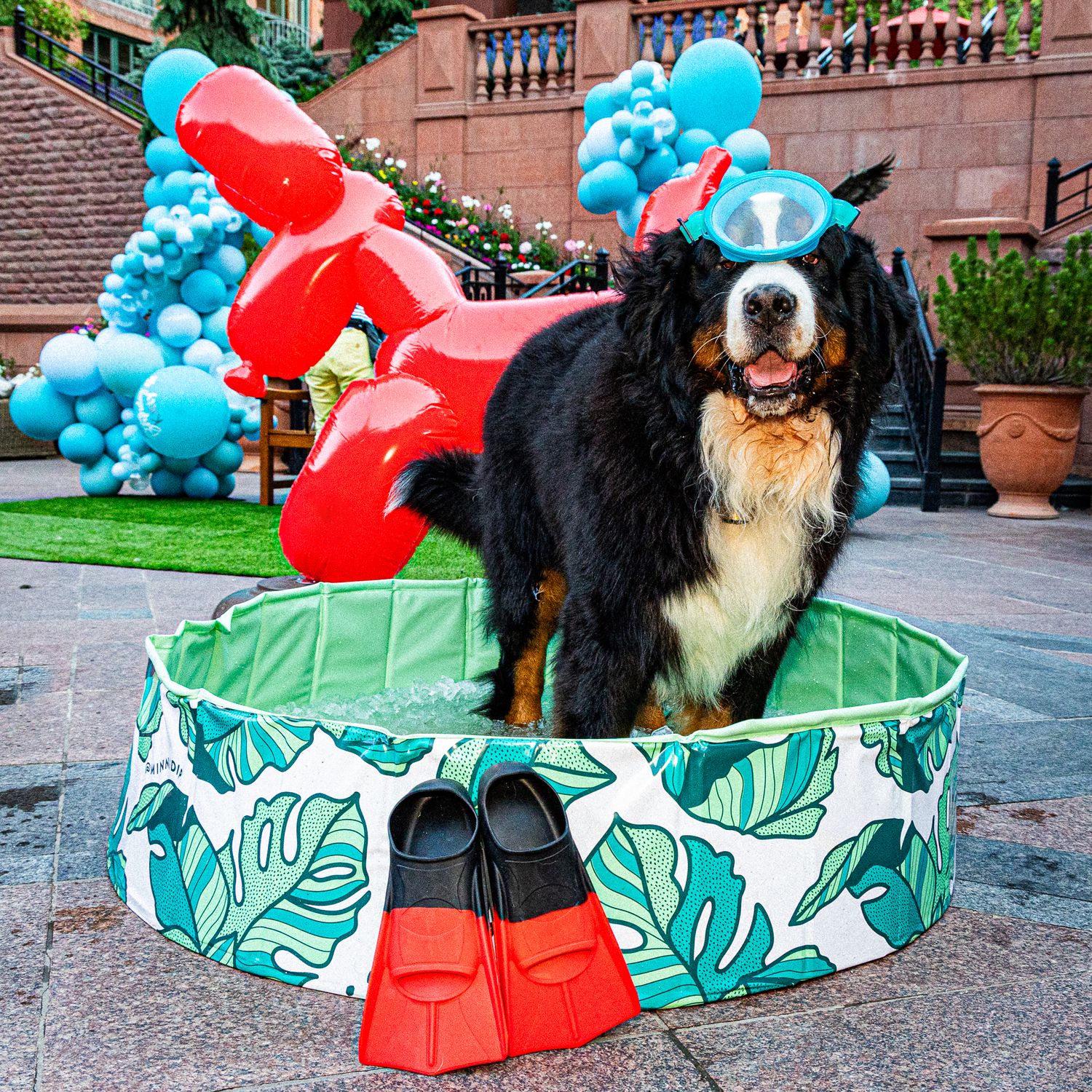 A Bernese Mountain dog stands in a green tropical-print pool with red balloons and blue balloon decorations in the background.