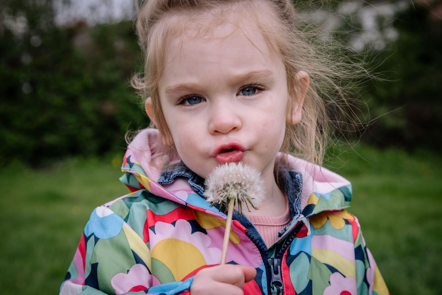 Young child blowing on a dandelion seedhead while wearing a colorful patterned jacket.