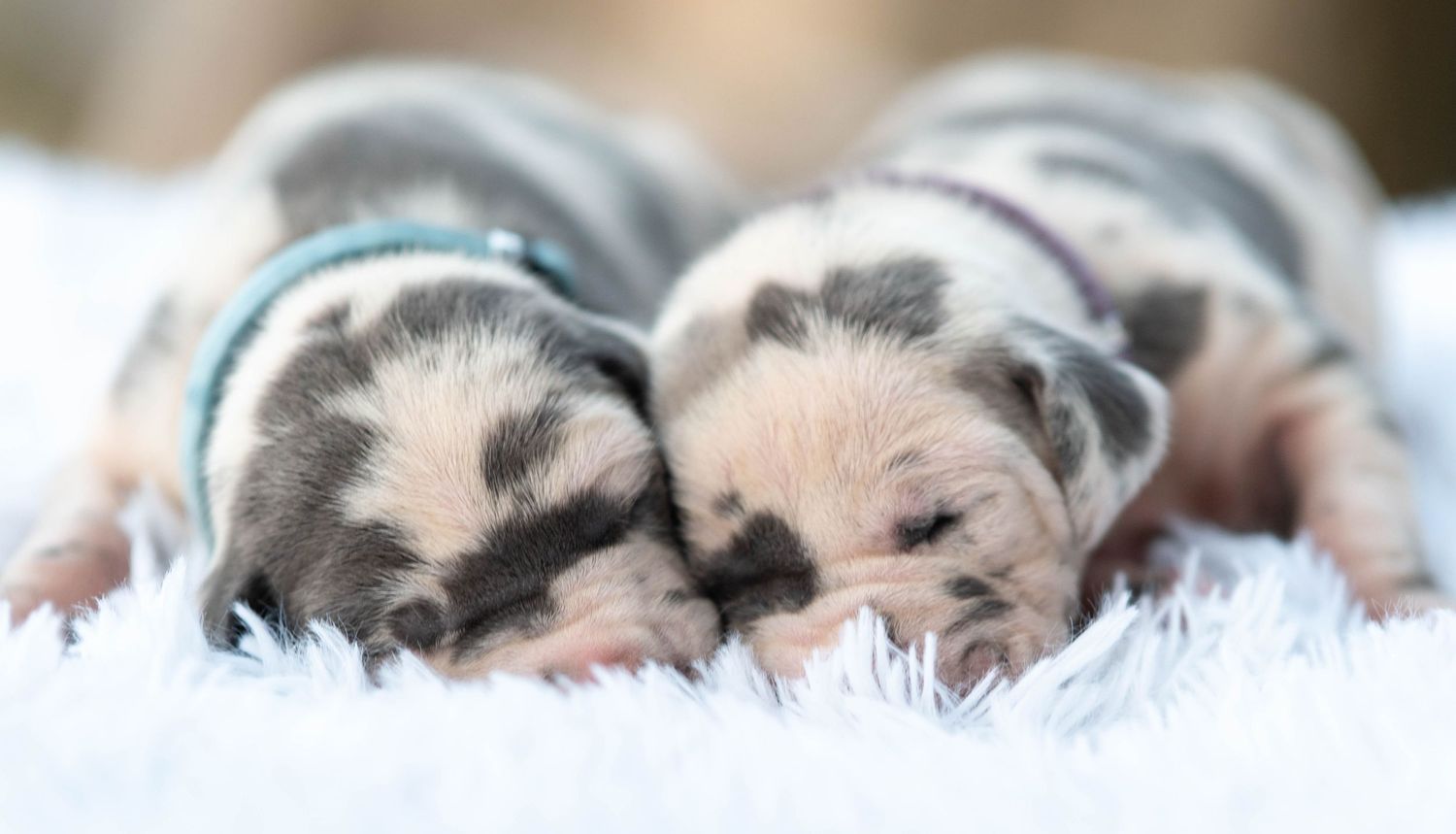 Two newborn merle puppies with spotted markings sleeping on a white fluffy blanket.