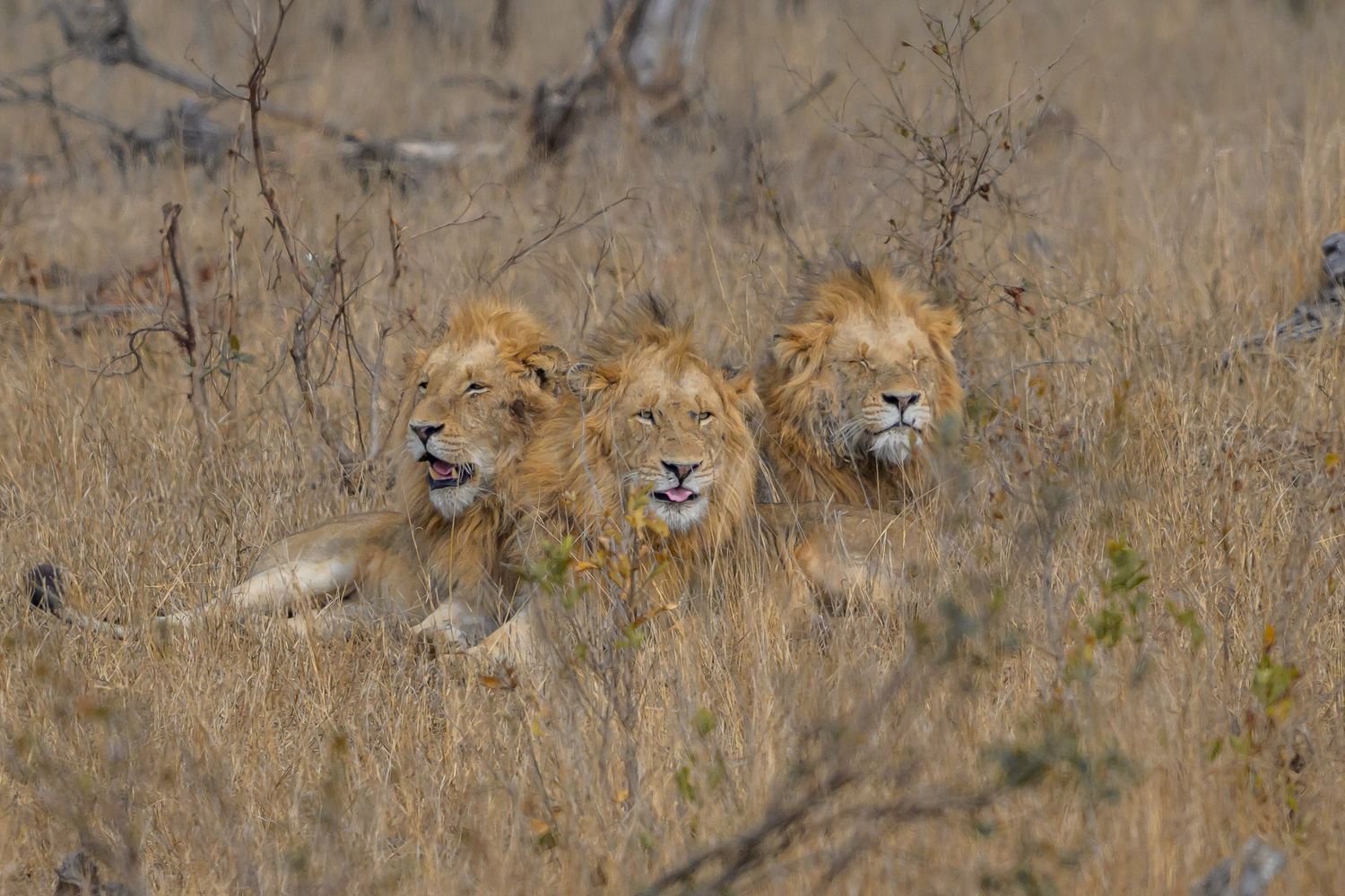 Three lions resting in tall grass.