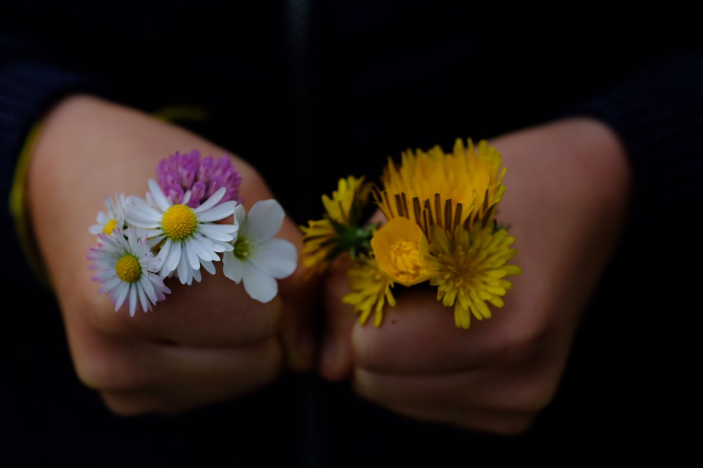 Hands holding fresh picked daisies and dandelions against dark background.