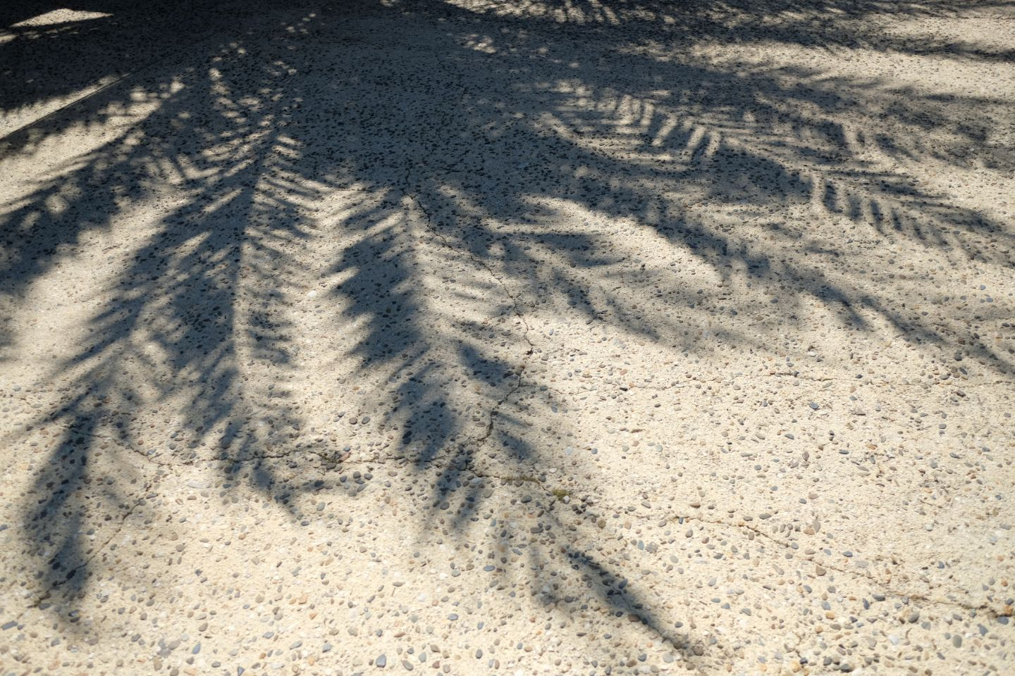 Shadow of tree branches and leaves cast on concrete surface.