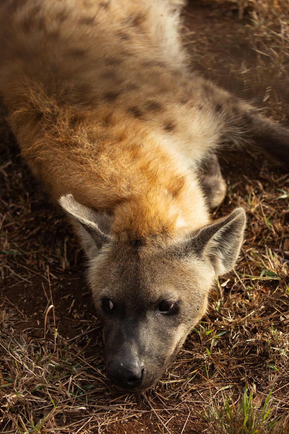 yellow and brown hyena laying on side with head towards camera looking to the side