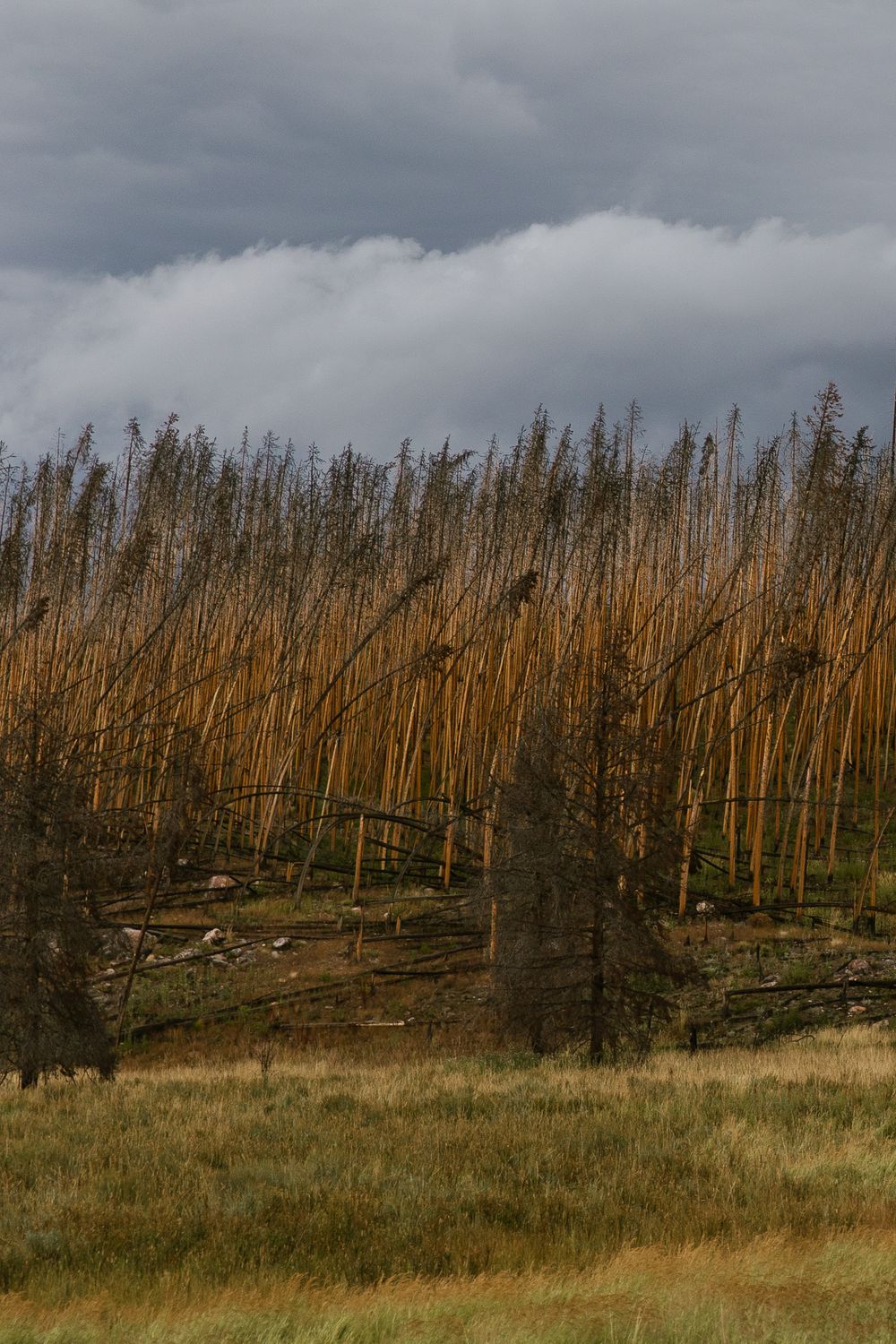 pine tree forest burnt from wildfire with cloudy skies