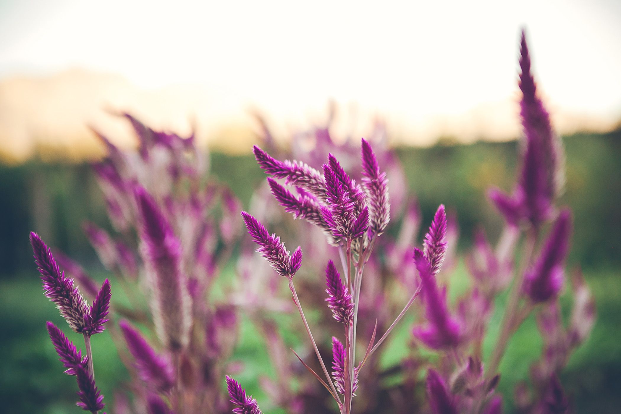 The pretty flowers at sunset on the wedding day of Ryan & Linnaea at Vredenheim Wine Estate, Stellenbosch, Western Cape