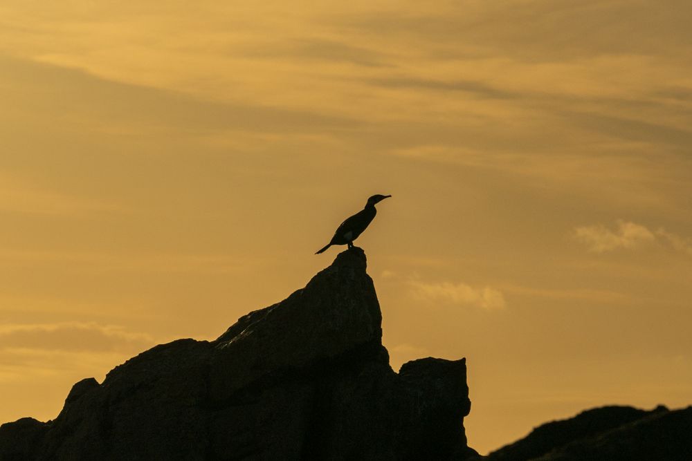Silhouette of a bird perched on a rock formation against a golden sunset sky.