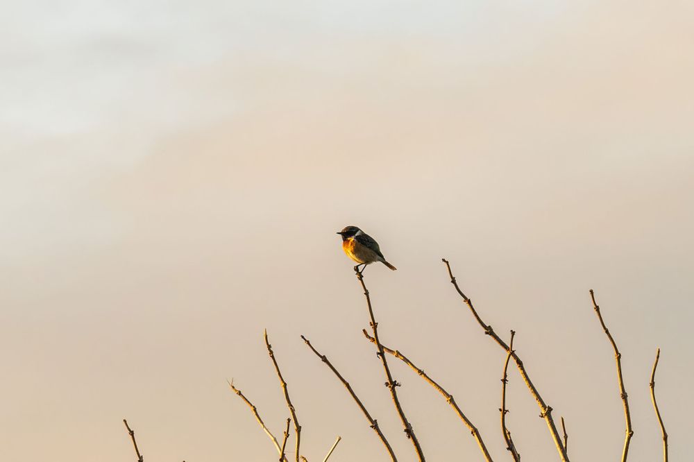 Small songbird perched on bare branches against a soft pink sky at dawn.