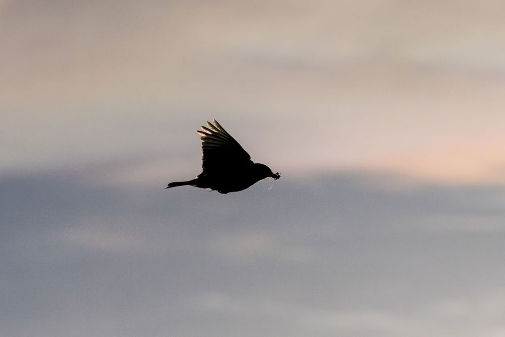 Silhouette of a large bird with spread wings soaring through a cloudy sky.