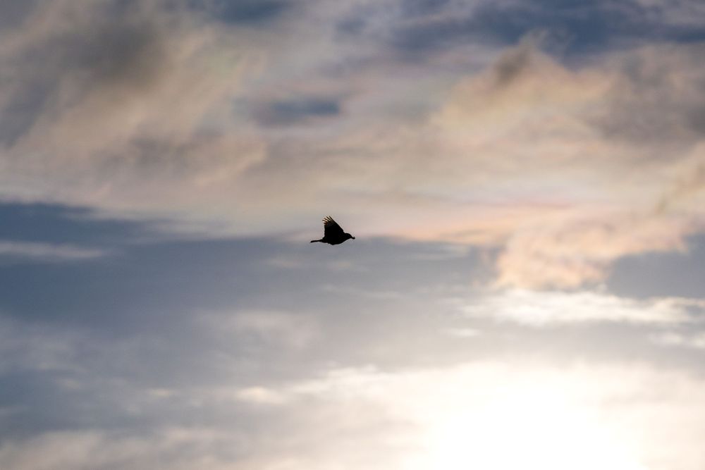 Single bird silhouetted against a cloudy sunset sky during flight.