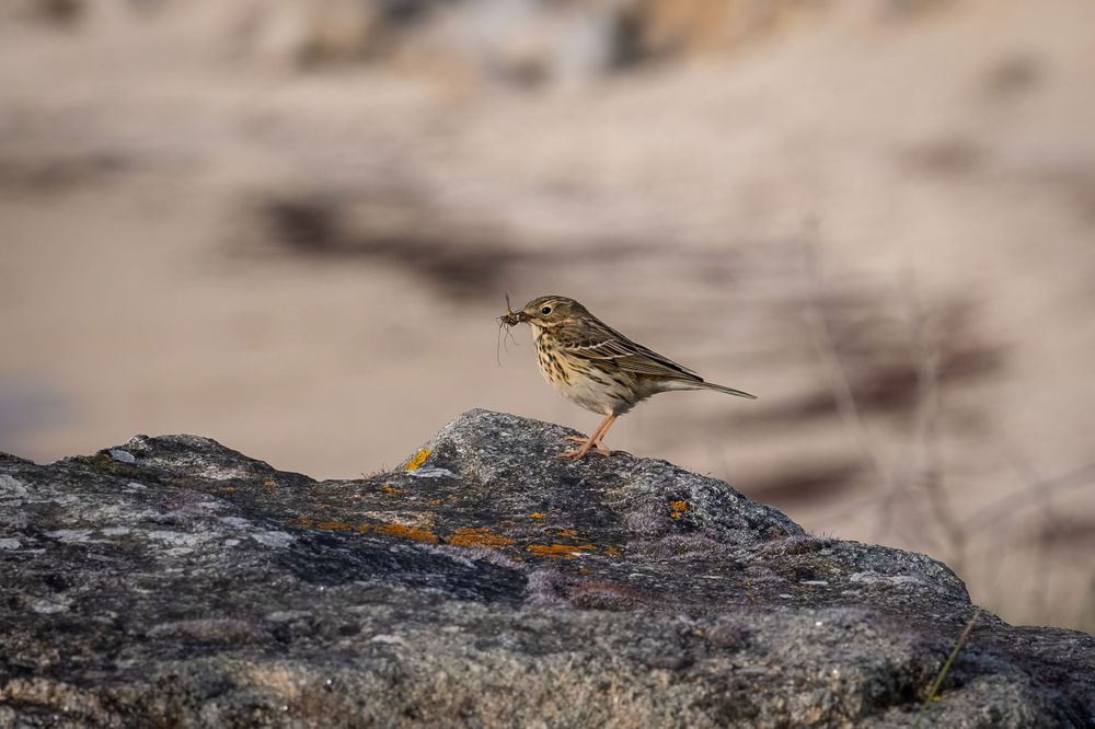 Small brown bird standing on a rocky surface in natural lighting.