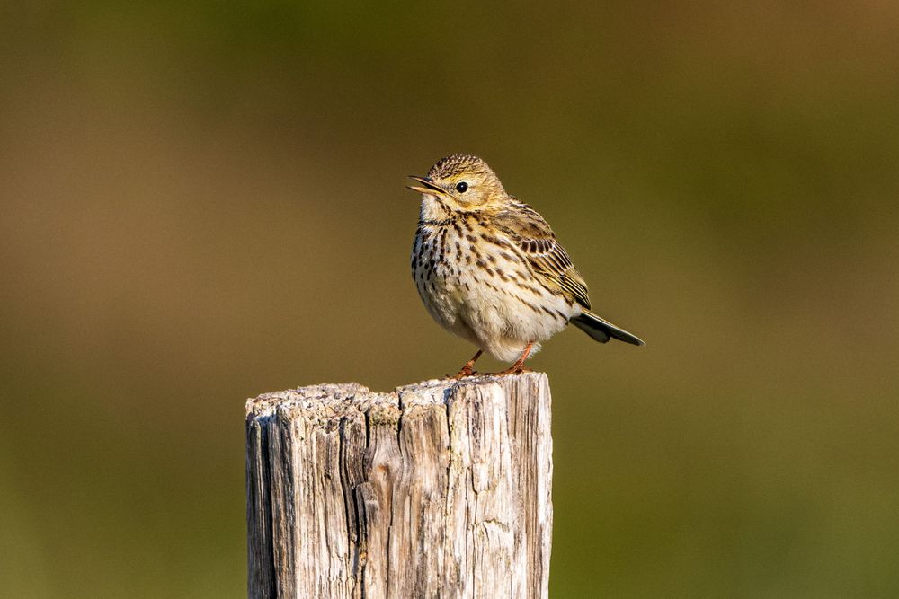 Small sparrow perched on a wooden post against a blurred natural background.