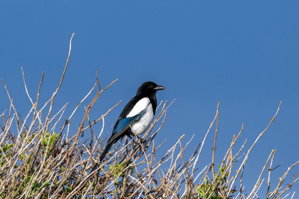 Black and white magpie perched among dry twigs against bright blue sky.