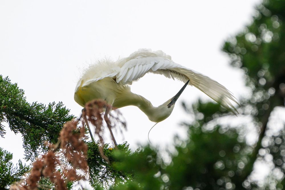 White egret spreading its wings while perched in a pine tree.