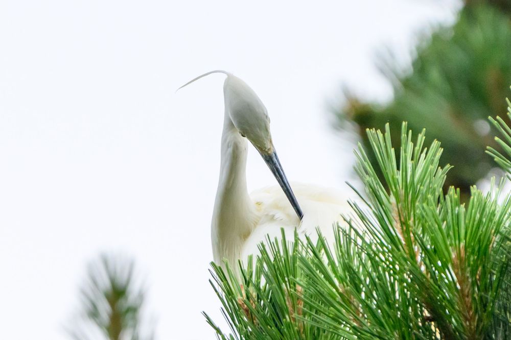 Close-up of a white egret perched among green pine needles.