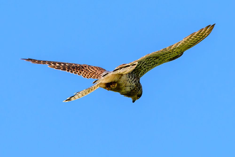 Hawk soaring through bright blue sky with wings spread wide.