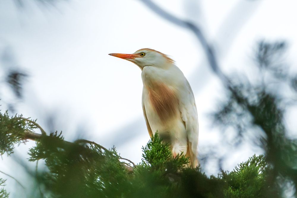 Cattle egret perched in tree branches against soft blurred background.