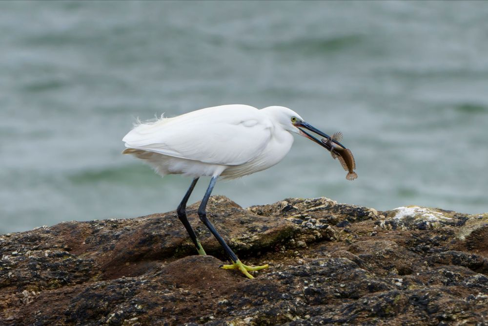 White egret catching a fish while standing on coastal rocks.