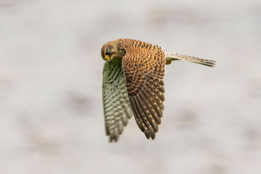 Brown kestrel in flight displaying detailed wing feather patterns.