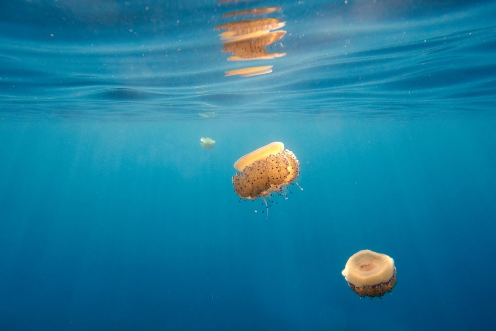 Jellyfish float gracefully in clear blue water under sunlit surface.