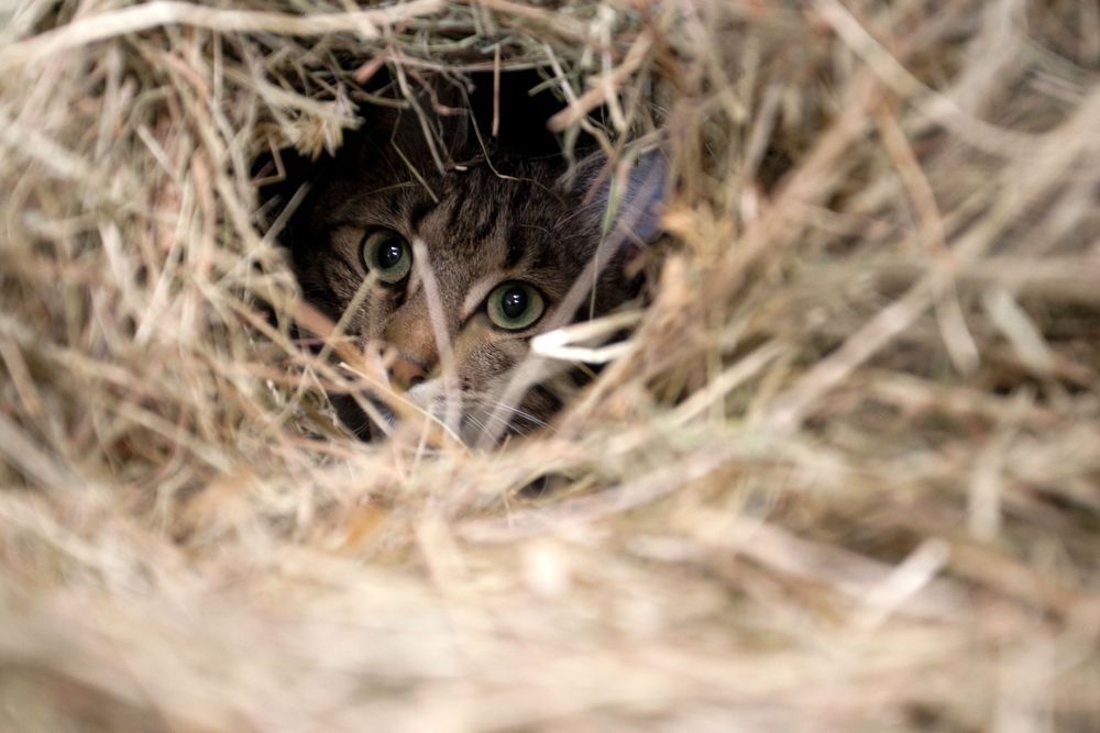 Curious cat peering through dense hay or straw nest.