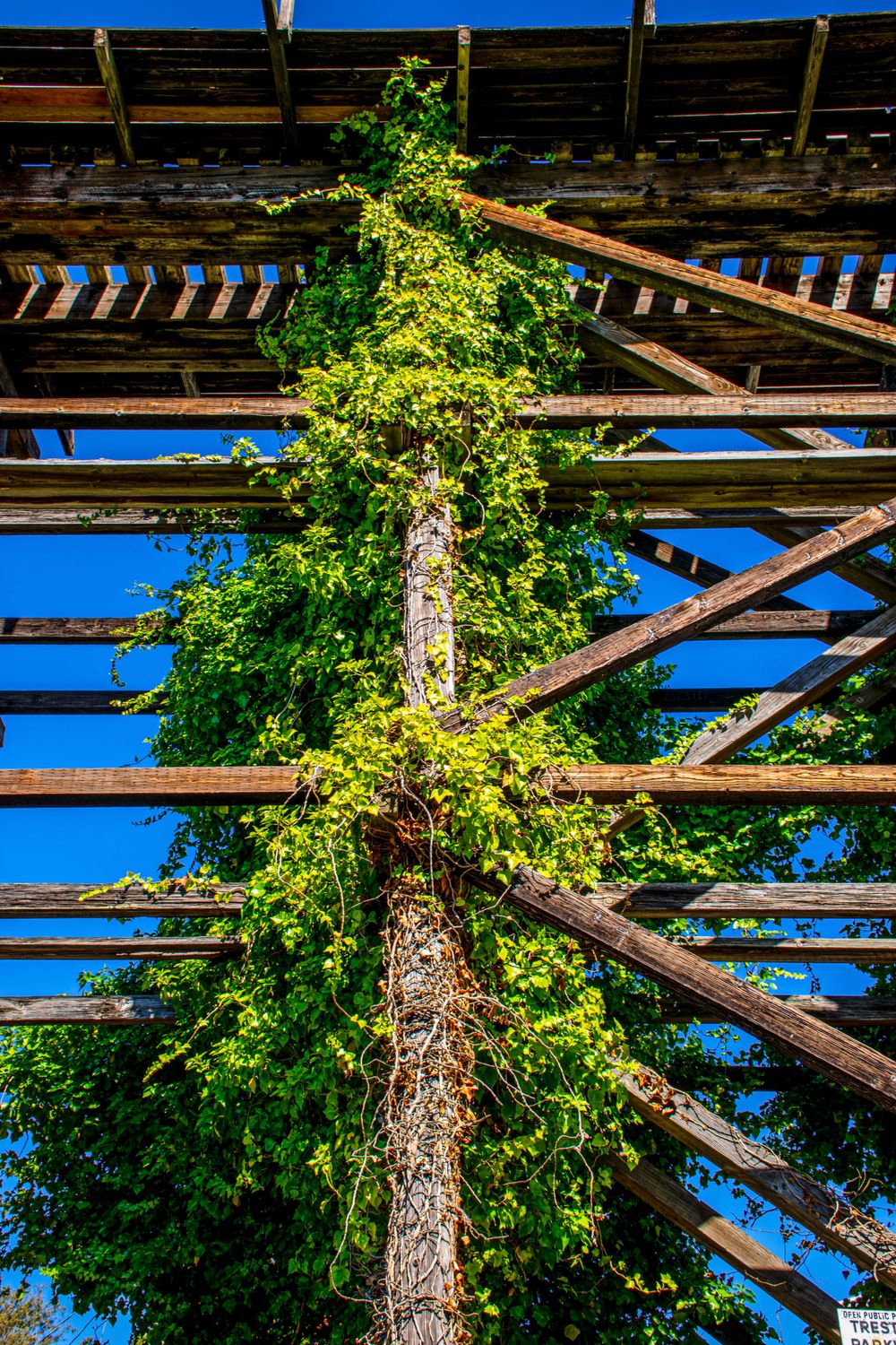 Green vines climb up an old wooden trestle against bright blue sky.
