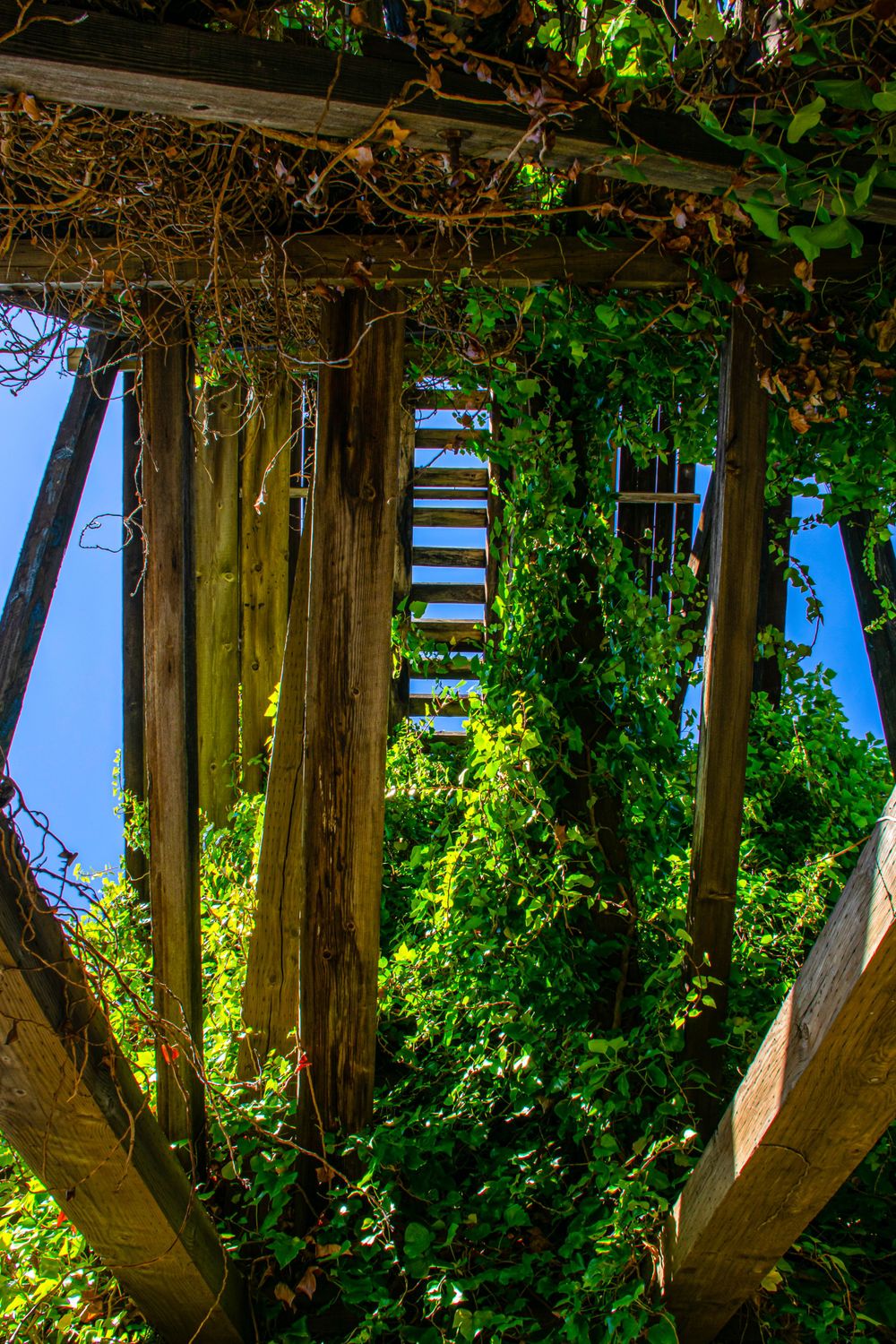 Wooden beams and green foliage create a natural architectural pattern.