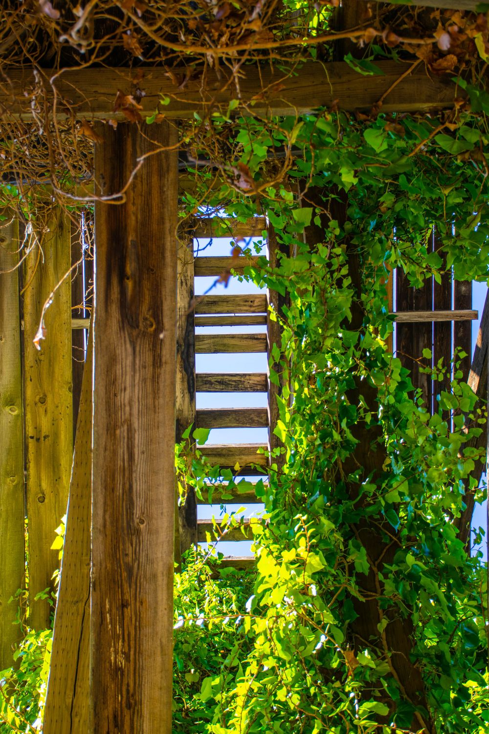 Sunlit garden pergola covered with climbing vines and wooden slats.