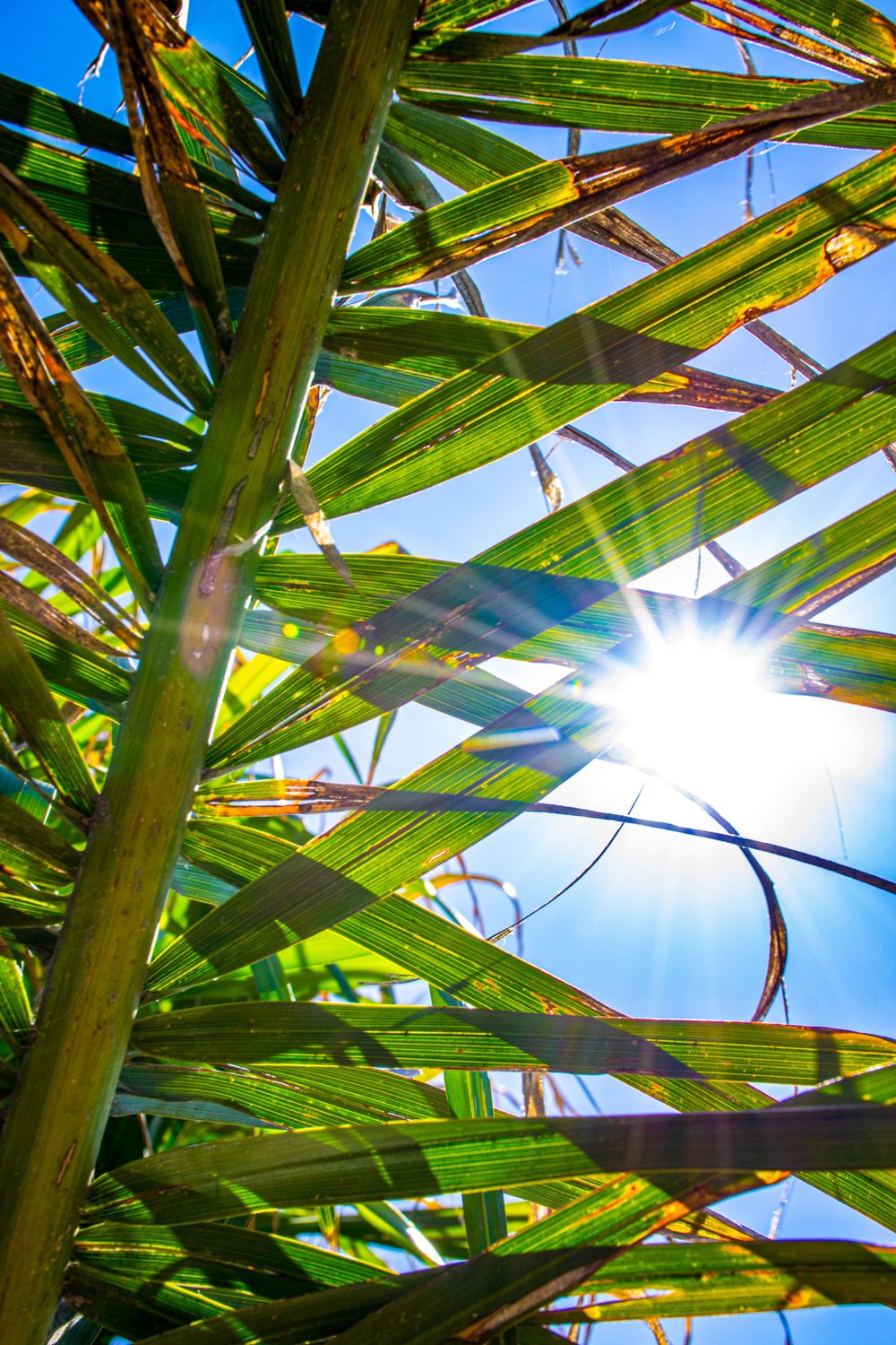Sunlight streaming through tropical palm fronds creating a natural pattern.