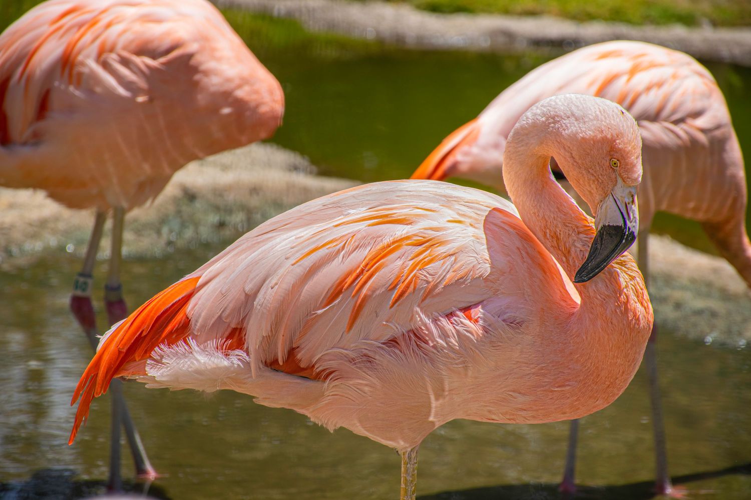 Beautiful pink flamingos standing in shallow water showing off their vibrant feathers.