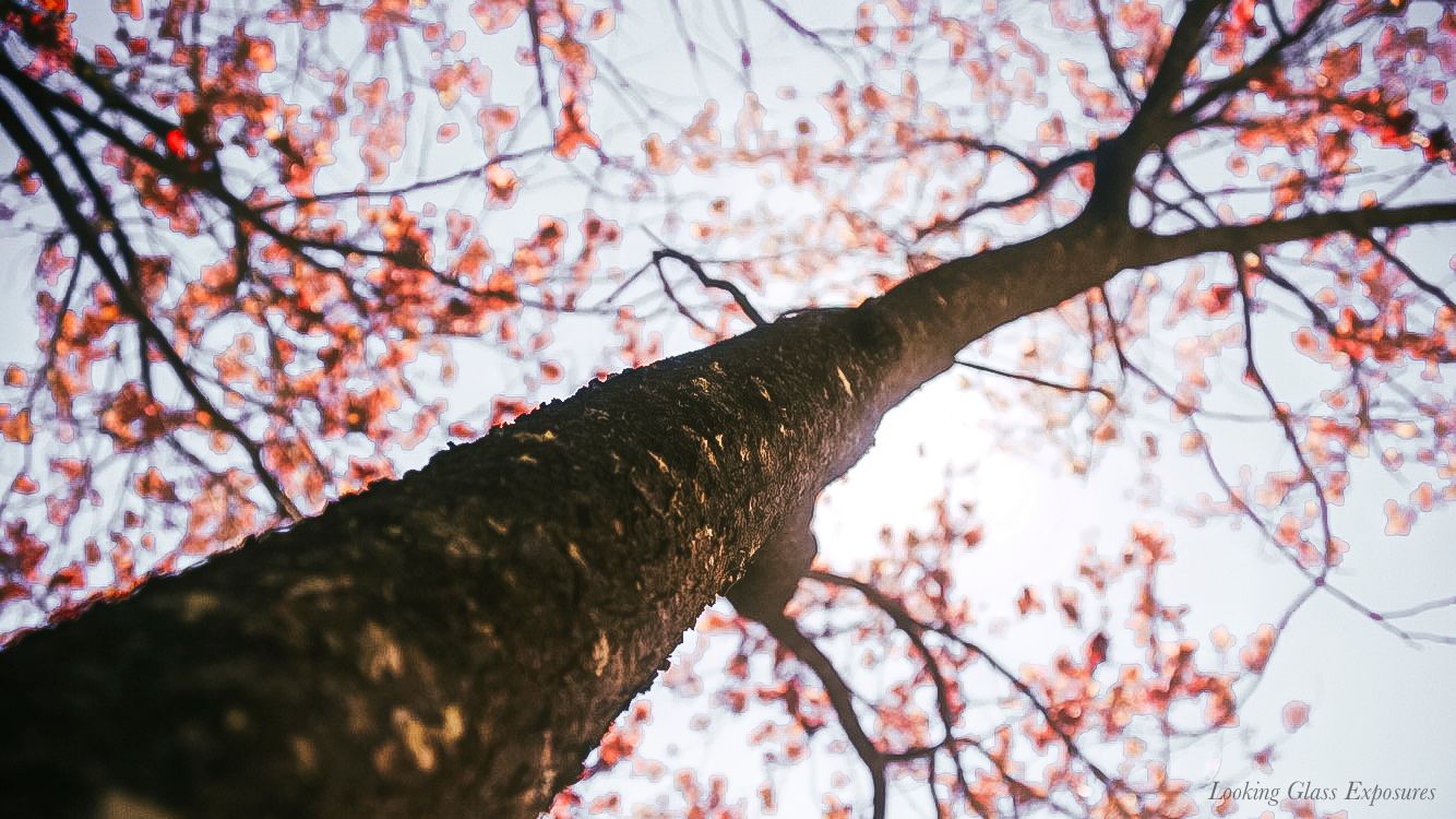 Out On A Limb, is my favorite photo of the tree that lived in my front yard, before its old dying limbs gave out to a weathered tomorrow.