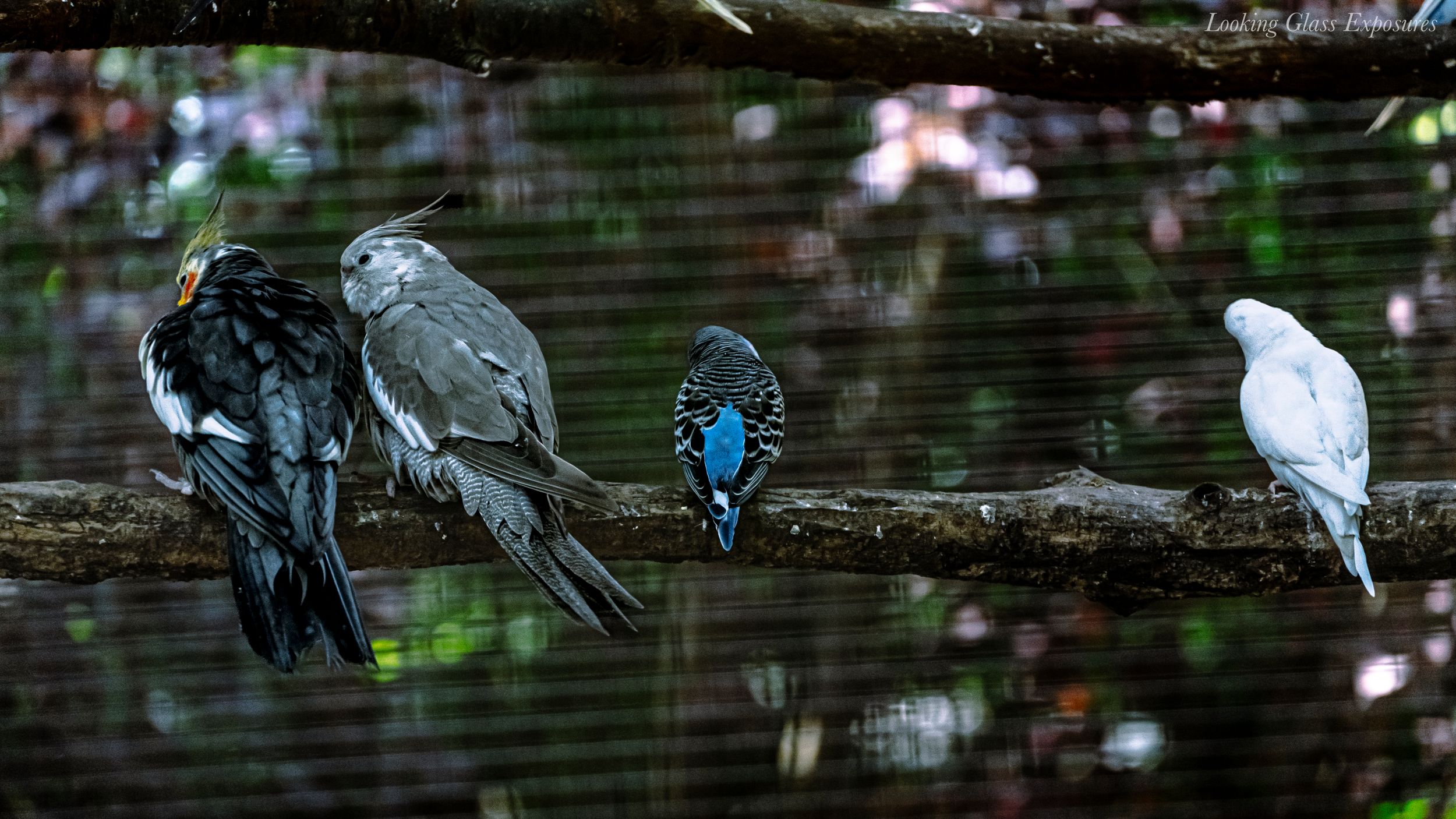 Birds Caged, was taken at a zoo in MD, the birds seemed to act as though it were the equivalent to prison. Many went crazy and loved no one.