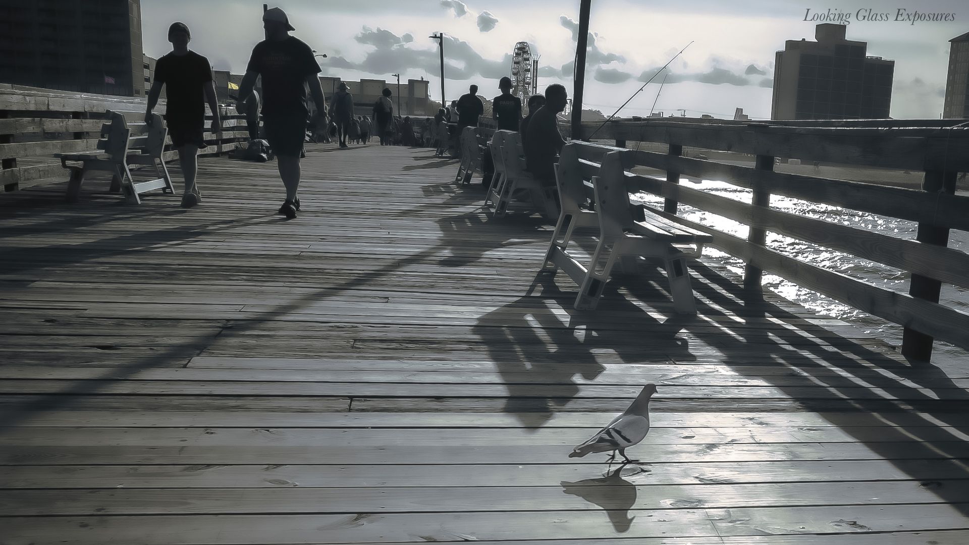 Pigeon Life, is about the fast paced world all revolving around the stranded pigeon, just trying its best to live a life undocumented.