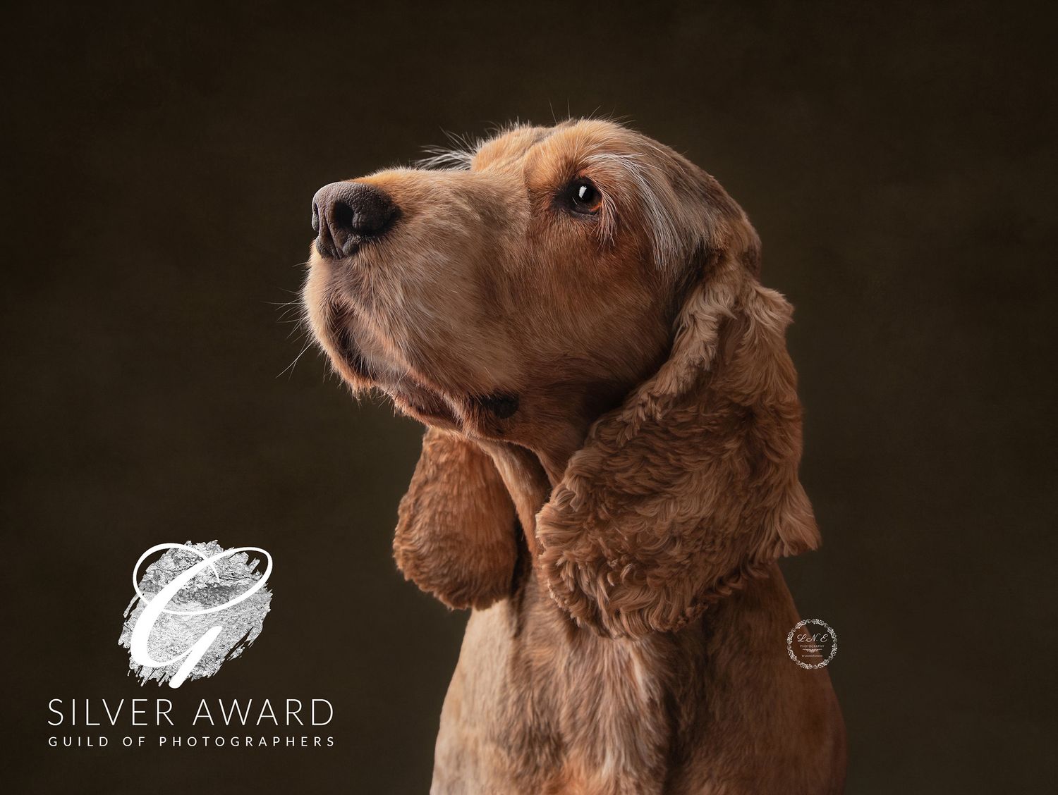 Cocker spaniel which was awarded a silver