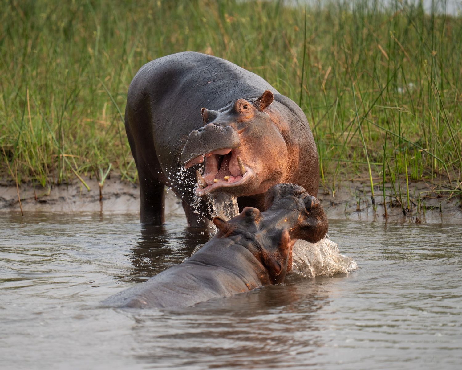 A hippopotamus emerges from water showing its large open mouth.