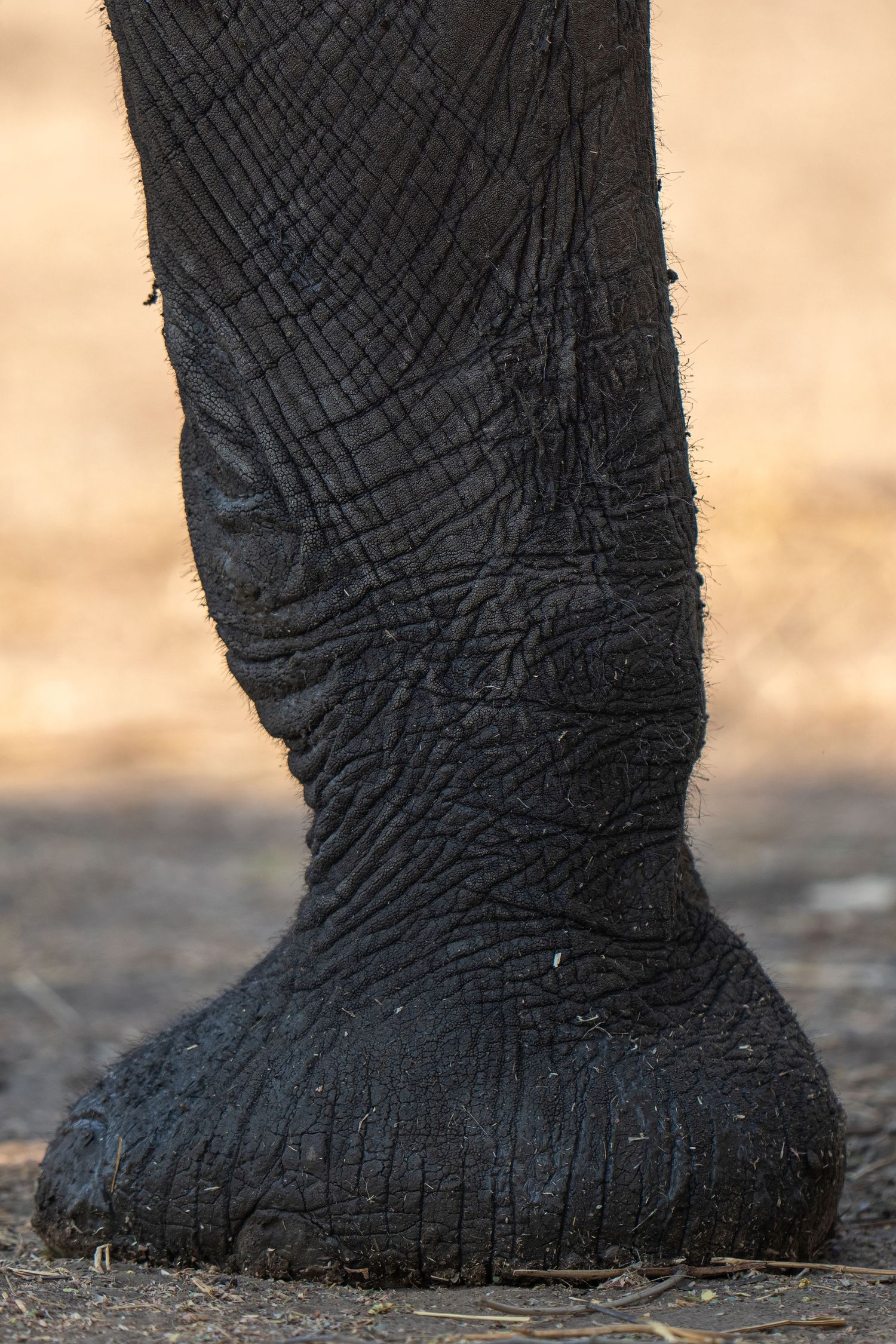 Close-up view of an elephant's textured foot showing deep wrinkles and cracks in the skin.