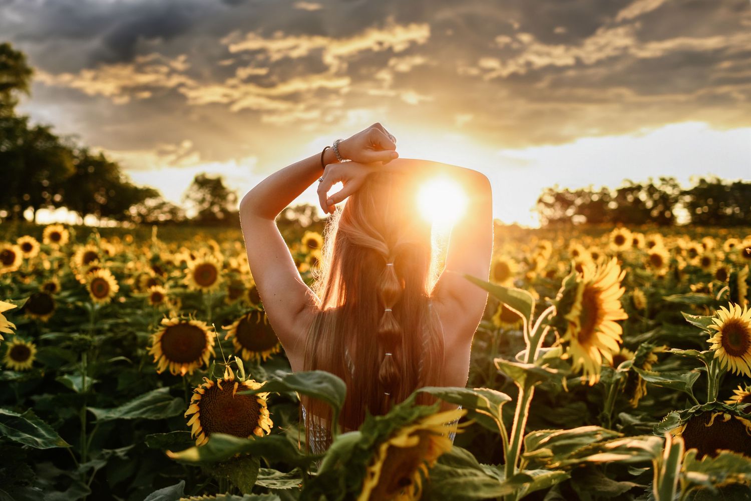 Woman in a sunflower field in the golden hour evening sun