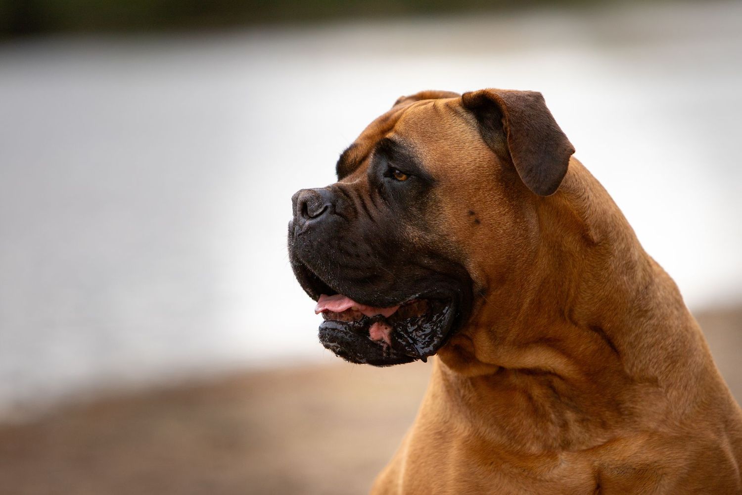 Portretfoto hond op strand