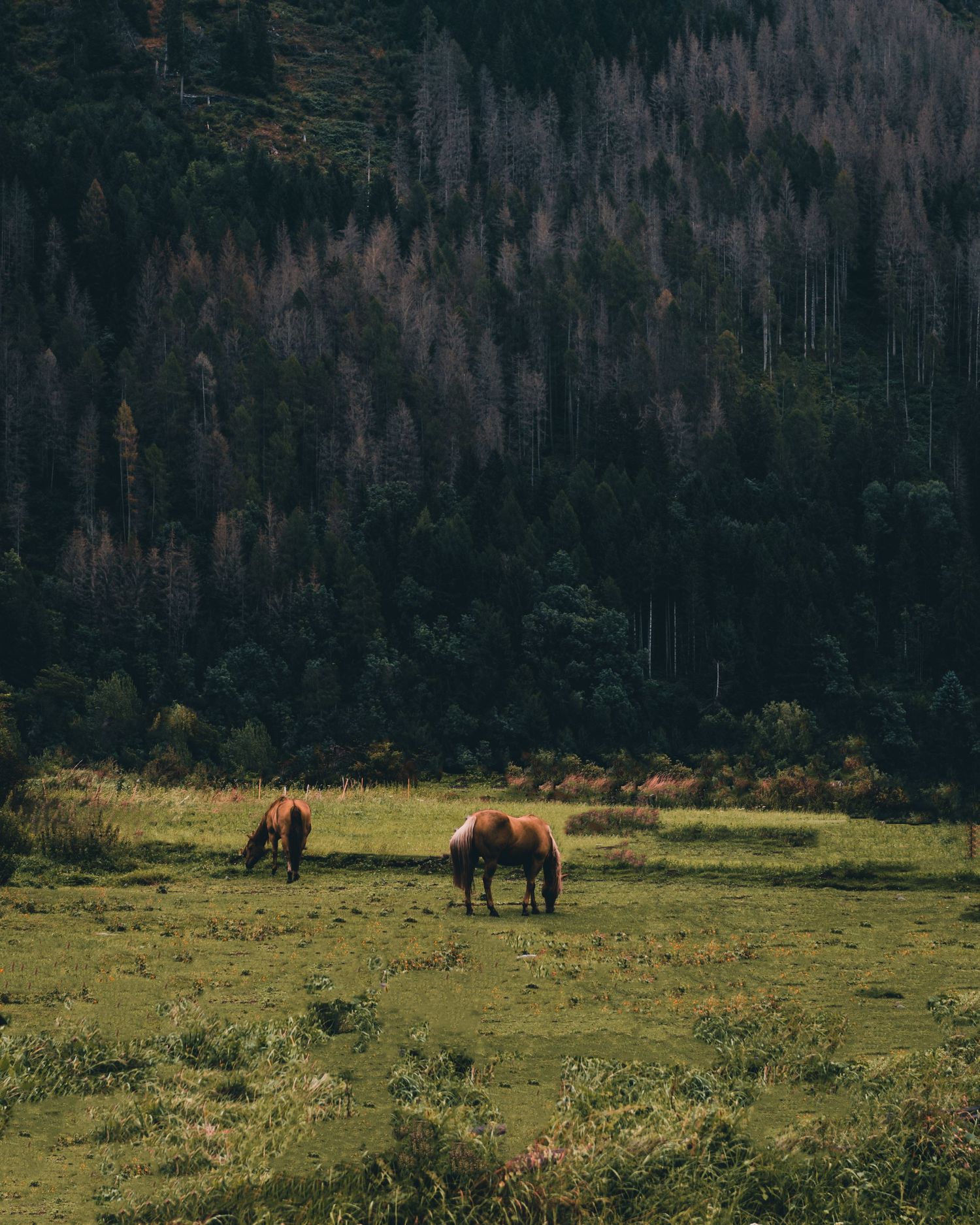 Italy horses