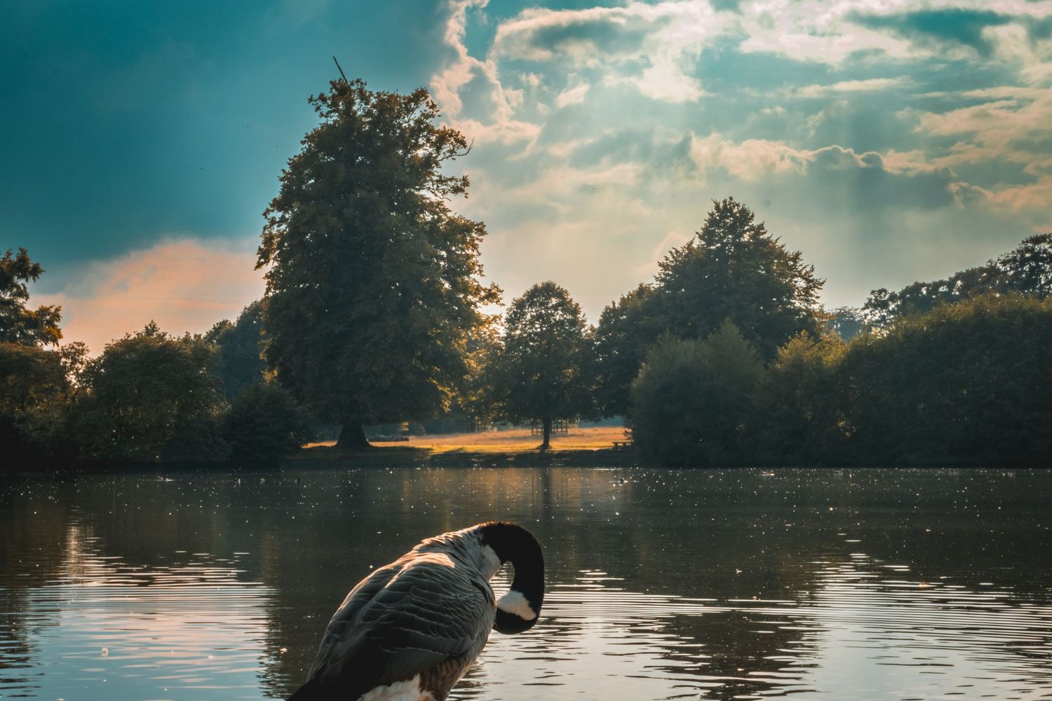 goose with river sunset