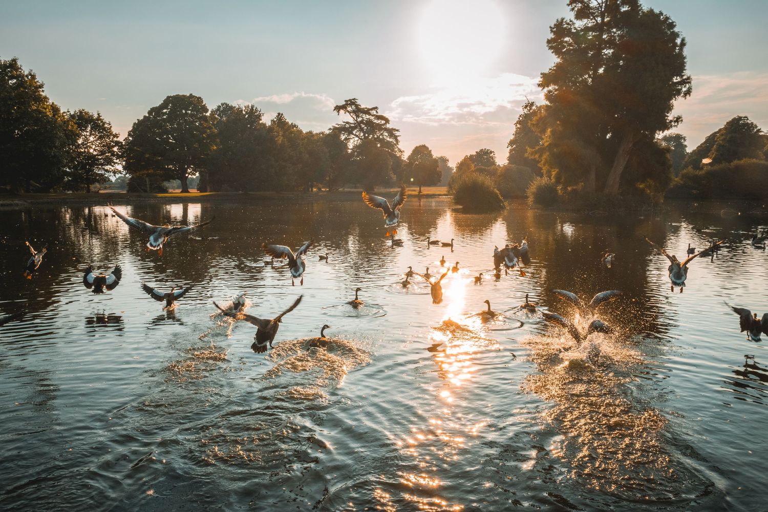 geese flying sunset