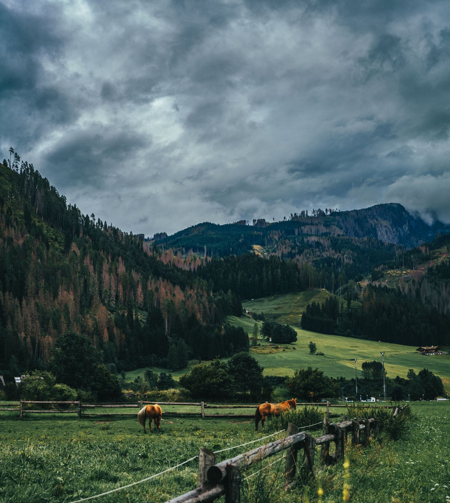 horses italy