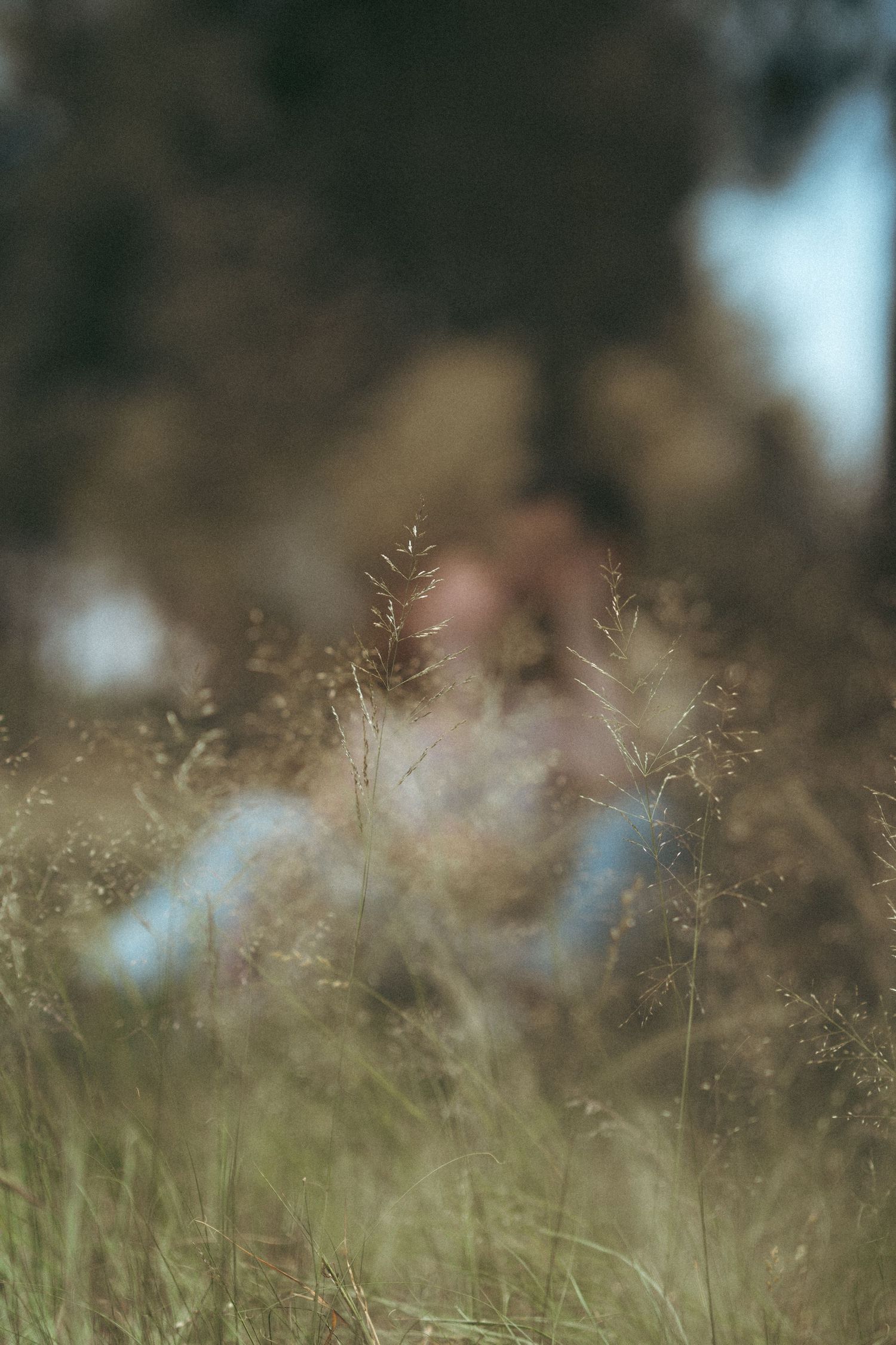 Soft focus dried grass and wildflowers in a natural outdoor setting.