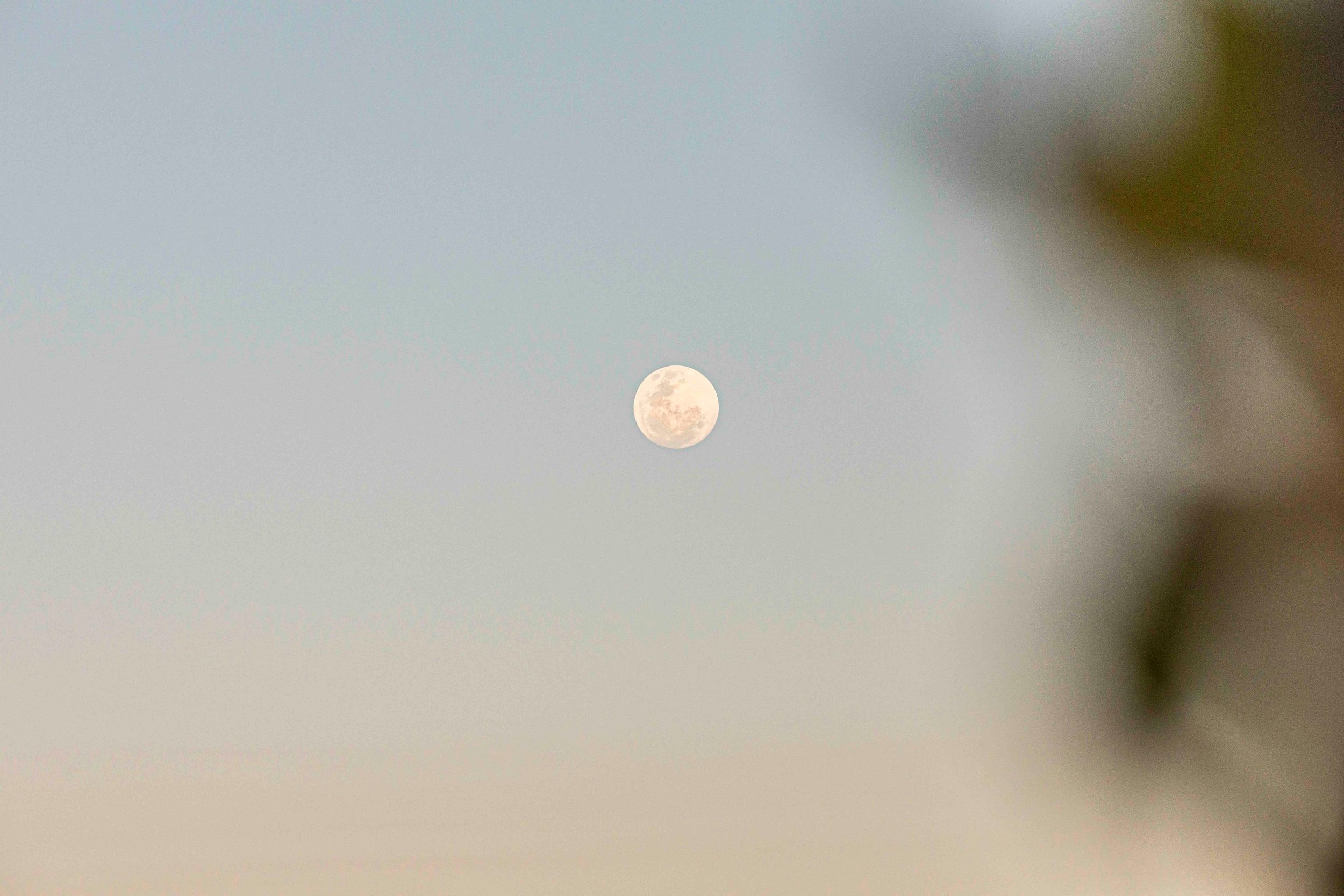 Full moon floating in a pastel gradient sky with blurred foliage.