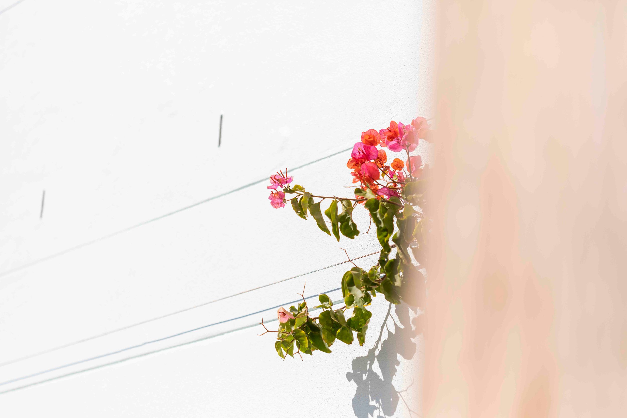 Pink bougainvillea flowers casting shadows against a white wall.