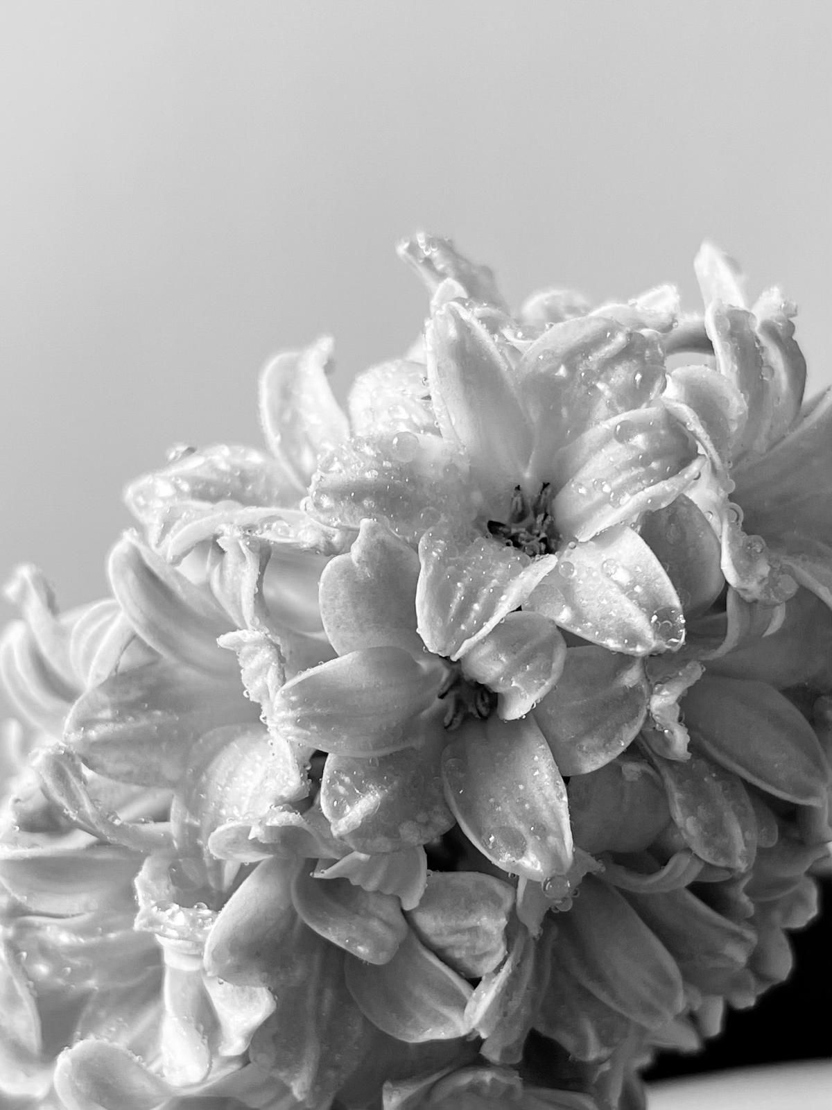 Fleurs