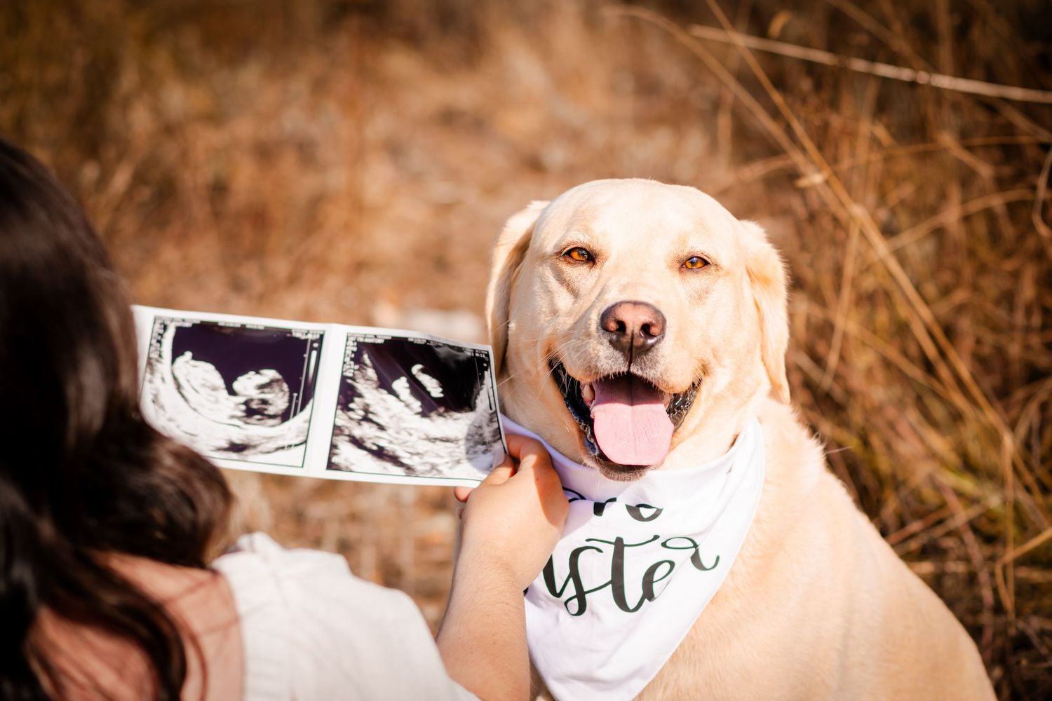 Happy yellow Labrador wearing a bandana poses with an ultrasound photo being held up beside them.