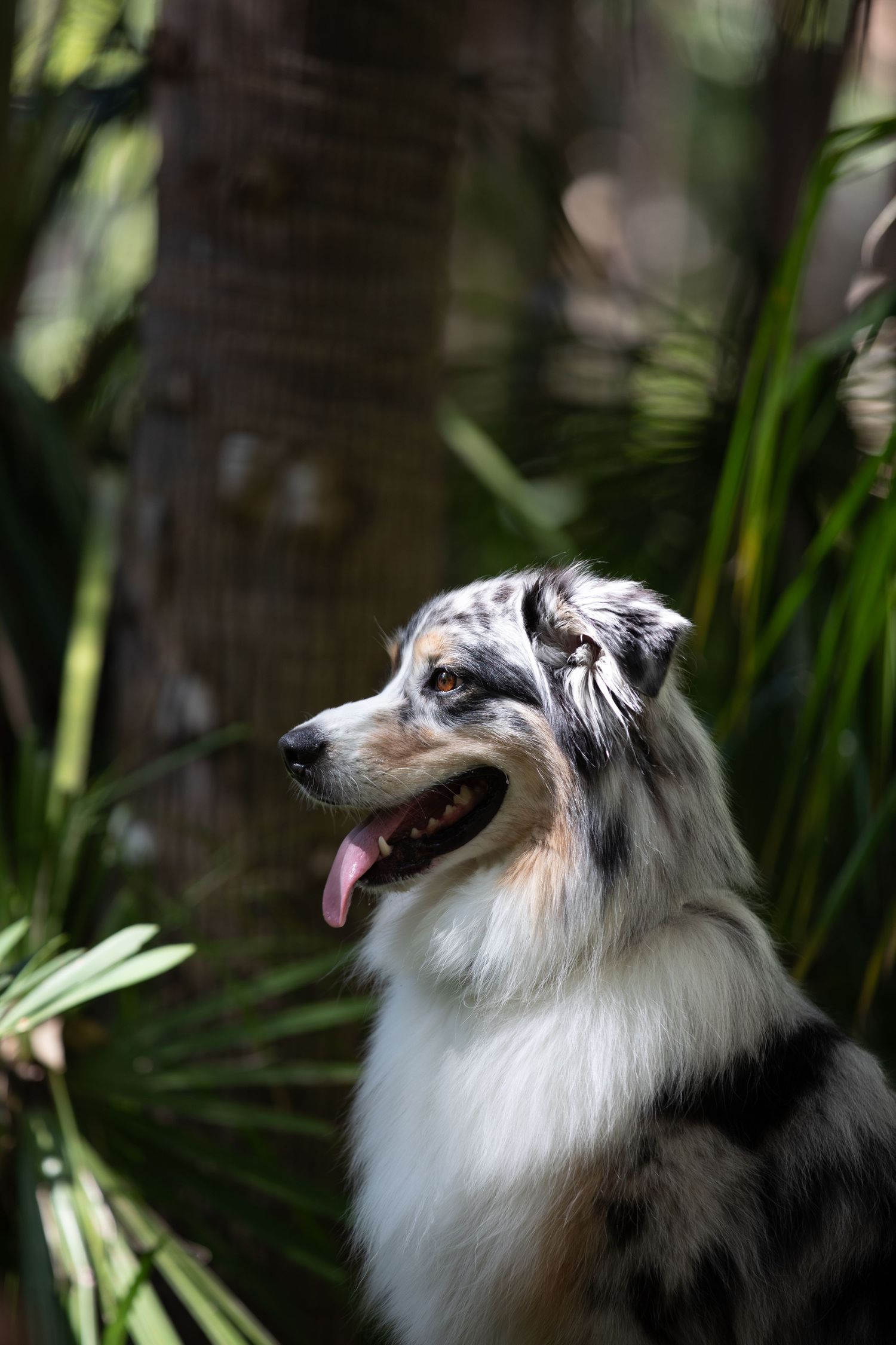 Mini session dog featuring Bozzie