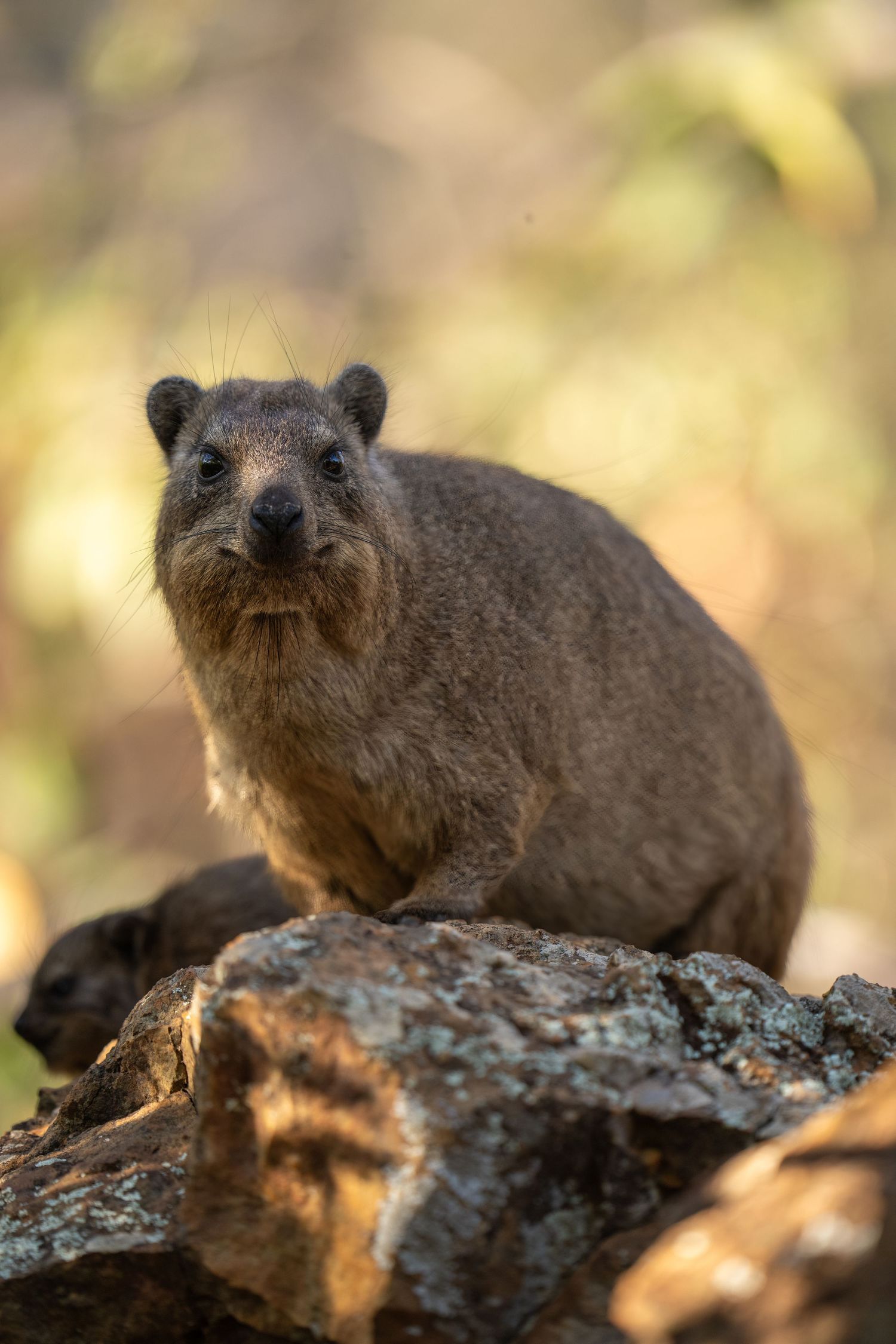 Close-up of a rock hyrax sunbathing on rocky terrain.